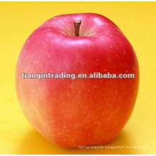 shandong fresh red star apple